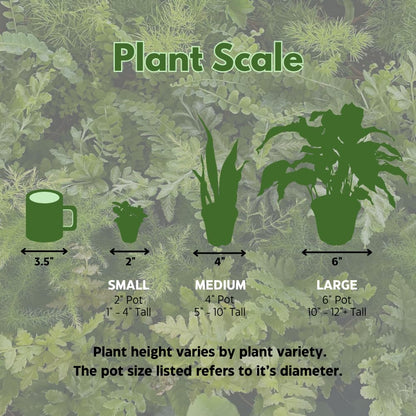 BubbleBlooms Fern Variety Assortment, 6 Different Ferns in 2 inch pots Tiny Mini Pixie Plants