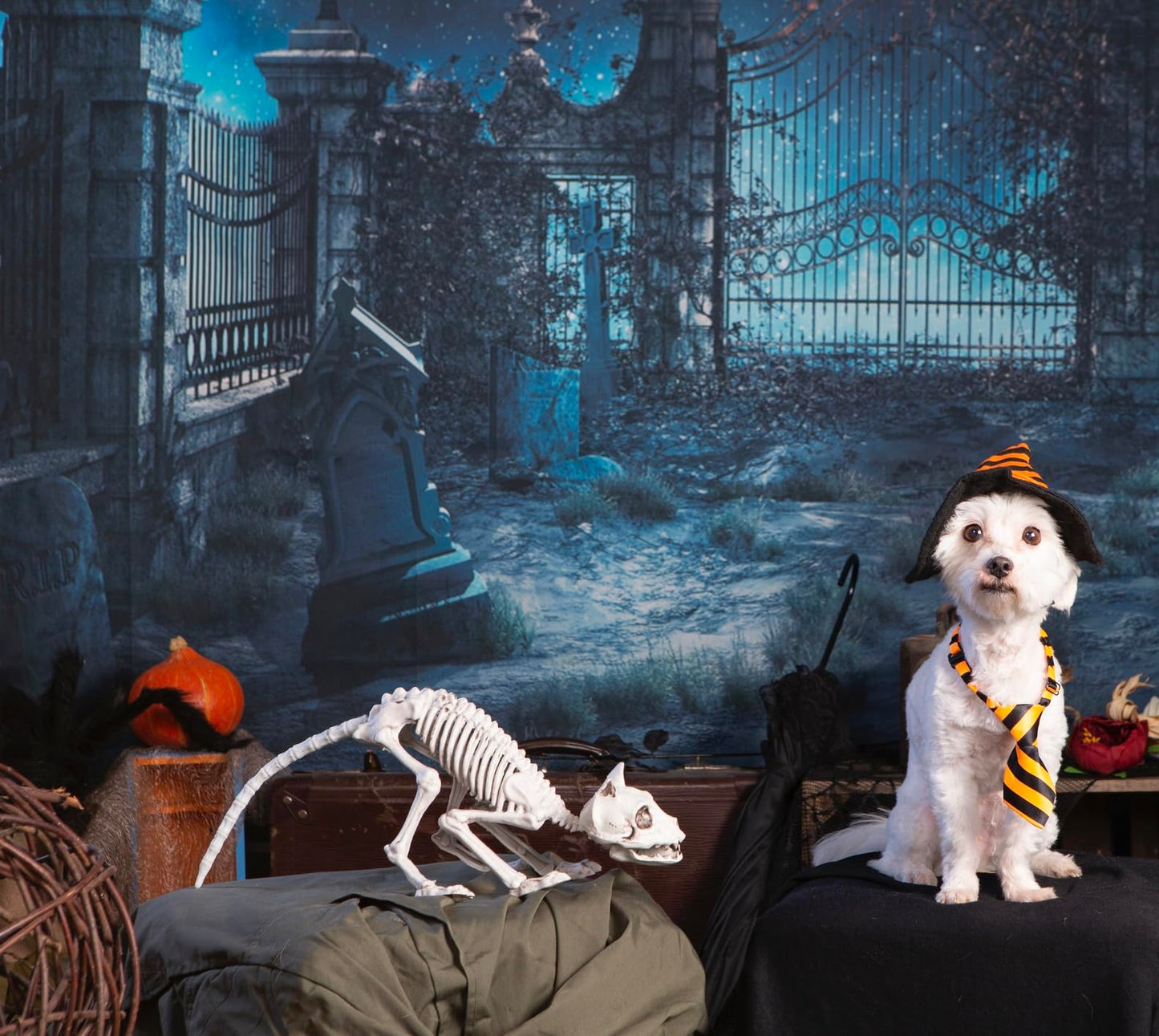 GIFTEXPRESS 2 Pack Real Size Cat Skeleton - 20" Long Creepy Kitten Skeletons with Posable Tail Halloween Decor - Indoor & Outdoor Haunted House Scary Animal Party Decoration