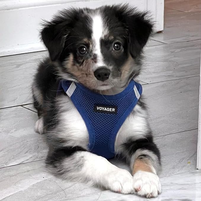 Best Pet Supplies Voyager Step-in Air All Weather Mesh Harness and Reflective Dog 5ft Leash Combo with Neoprene Handle, for Small, Medium and Large Breed Puppies - Royal Blue, Small