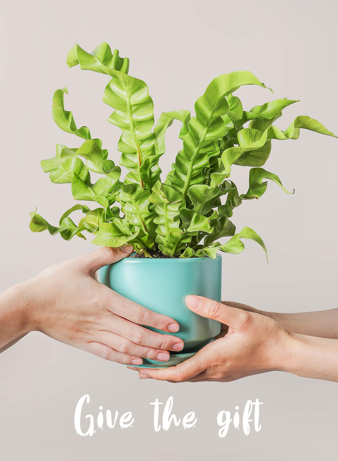 LE TAUCI Ceramic Plant Pots, 4.3+5.3+6.8 inch, Set of 3, Planters with Drainage Hole and Saucer, Indoor Flower Pot with Hole Mesh Pad, Gifts for Mom, Aqua