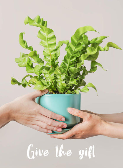 LE TAUCI Ceramic Plant Pots, 4.3+5.3+6.8 inch, Set of 3, Planters with Drainage Hole and Saucer, Indoor Flower Pot with Hole Mesh Pad, Gifts for Mom, Aqua