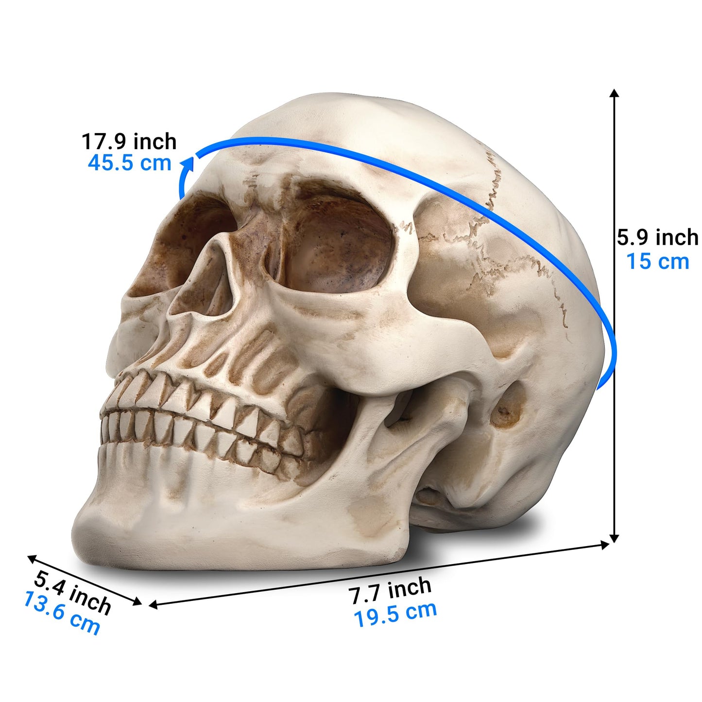 READAEER Resin Skull, Human Head Model for Home Decoration, Halloween Statue, Skull Model for Bookshelf and Desktop (White)