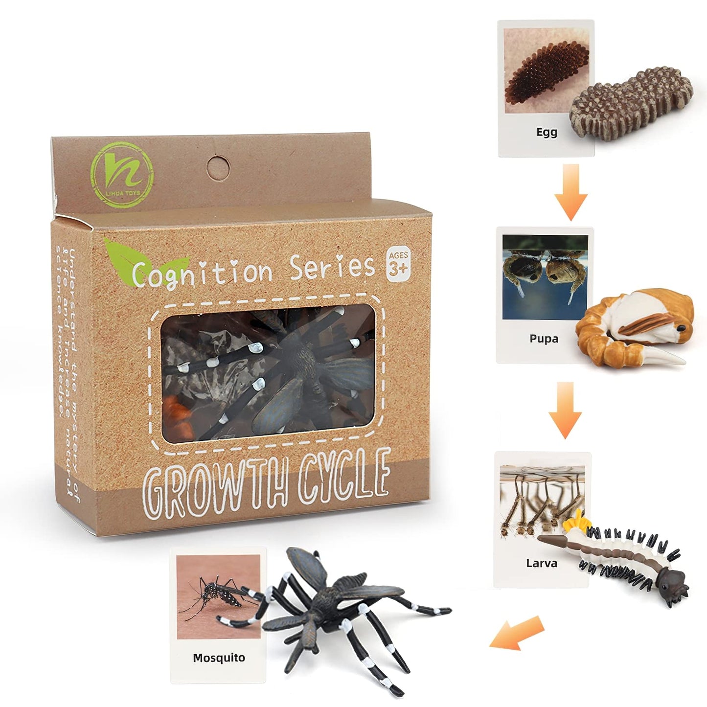 MIKNEKE Montessori Life Cycle Animal Figures with Flash Cards, Realistic Animal Figurines Toy, Educational Matching Game for 3+ Year Old Toddlers Kids (Mosquito)