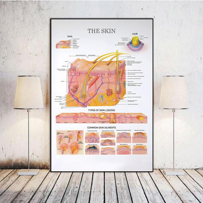 The Skin Anatomical Chart Poster – Dermatology Wall Art Aesthetician & Skincare Studio Decor Printable Educational Chart 16x24in Unframed