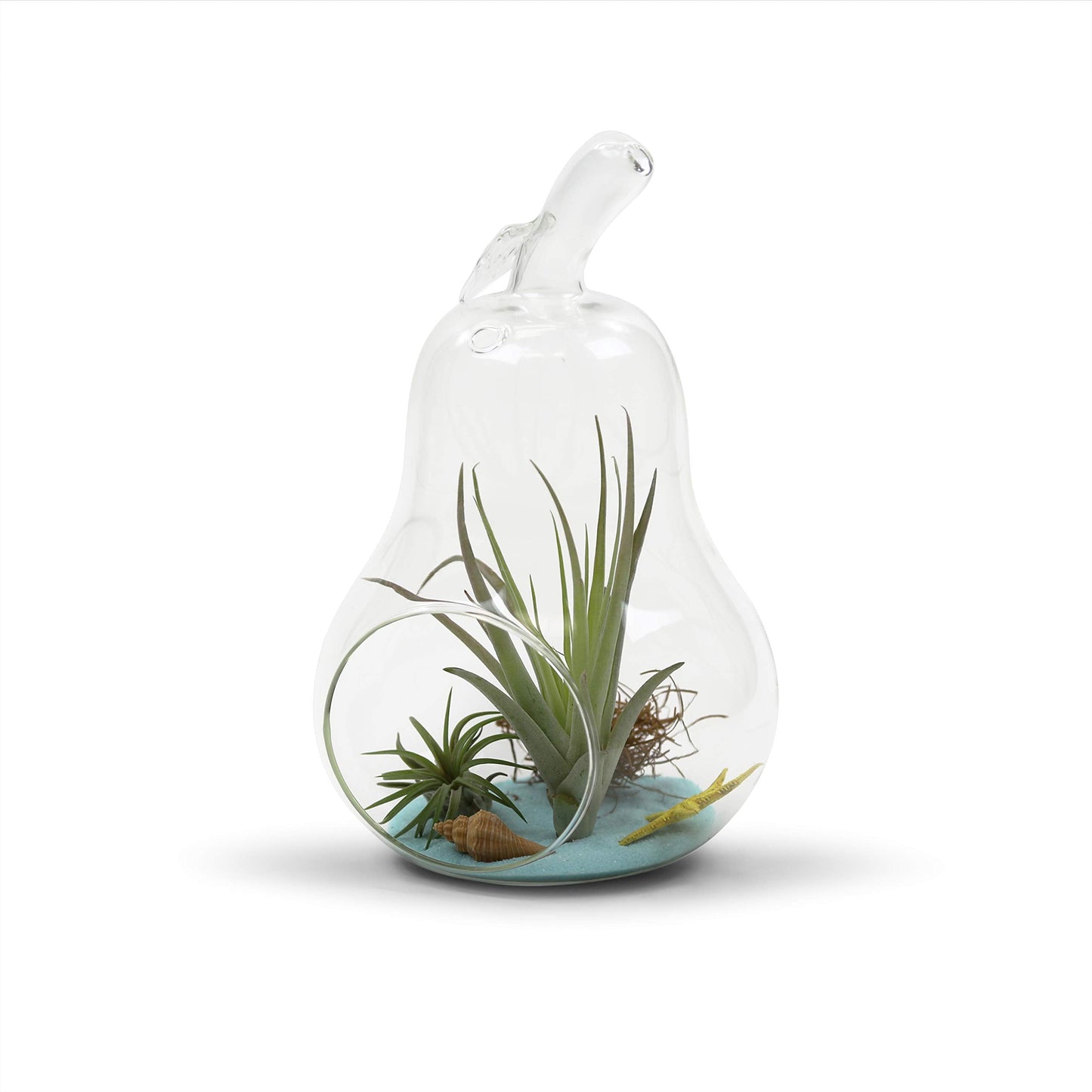 WGV Planter Terrarium, Width 5.5", Height 8", Clear Unique Pear Glass Vase Conatiner, DIY Planter Votive Candle Holder for Home Office Garden Decor, 1 Piece
