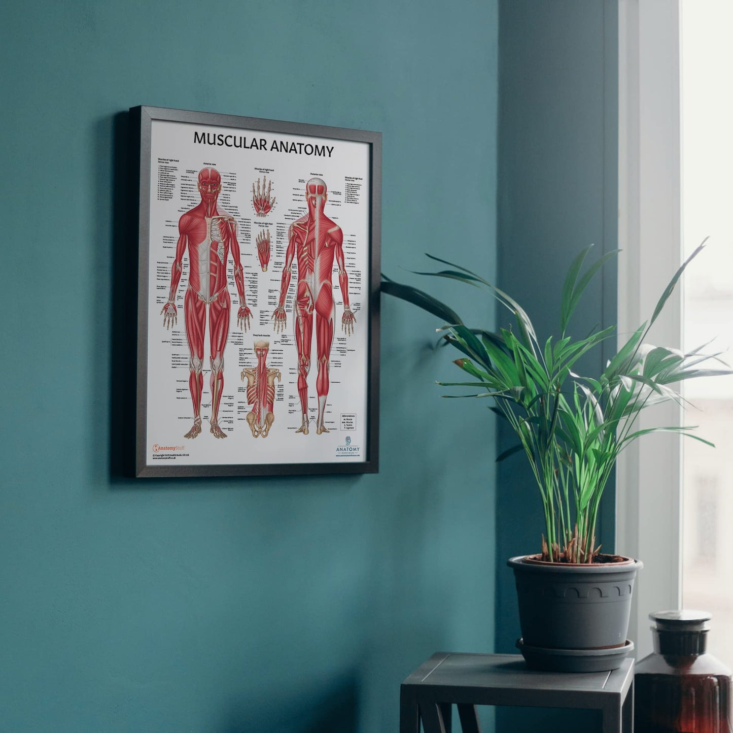 Anatomy Lab Muscular, Skeletal, Ligaments of the Joints, and Spinal Nerves Human Anatomy Poster Set - 4 PACK LAMINATED 17.3 x 22.5 Inches, Body System Bundle, Anatomy and Physiology