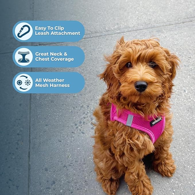 Best Pet Supplies Voyager Step-in Air All Weather Mesh Harness and Reflective Dog 5ft Leash Combo with Neoprene Handle, for Small, Medium and Large Breed Puppies - Fuchsia, XX-Small