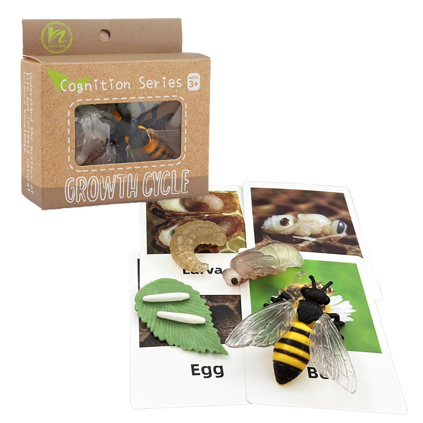 Mbrain 4pcs Bee Growth Cycle with Flash Cards,Life Cycle Learning & Education Toys,Montessori Toys,Gift for Girl & Boy for 3 4 5 6 7 Year Old (Bee)