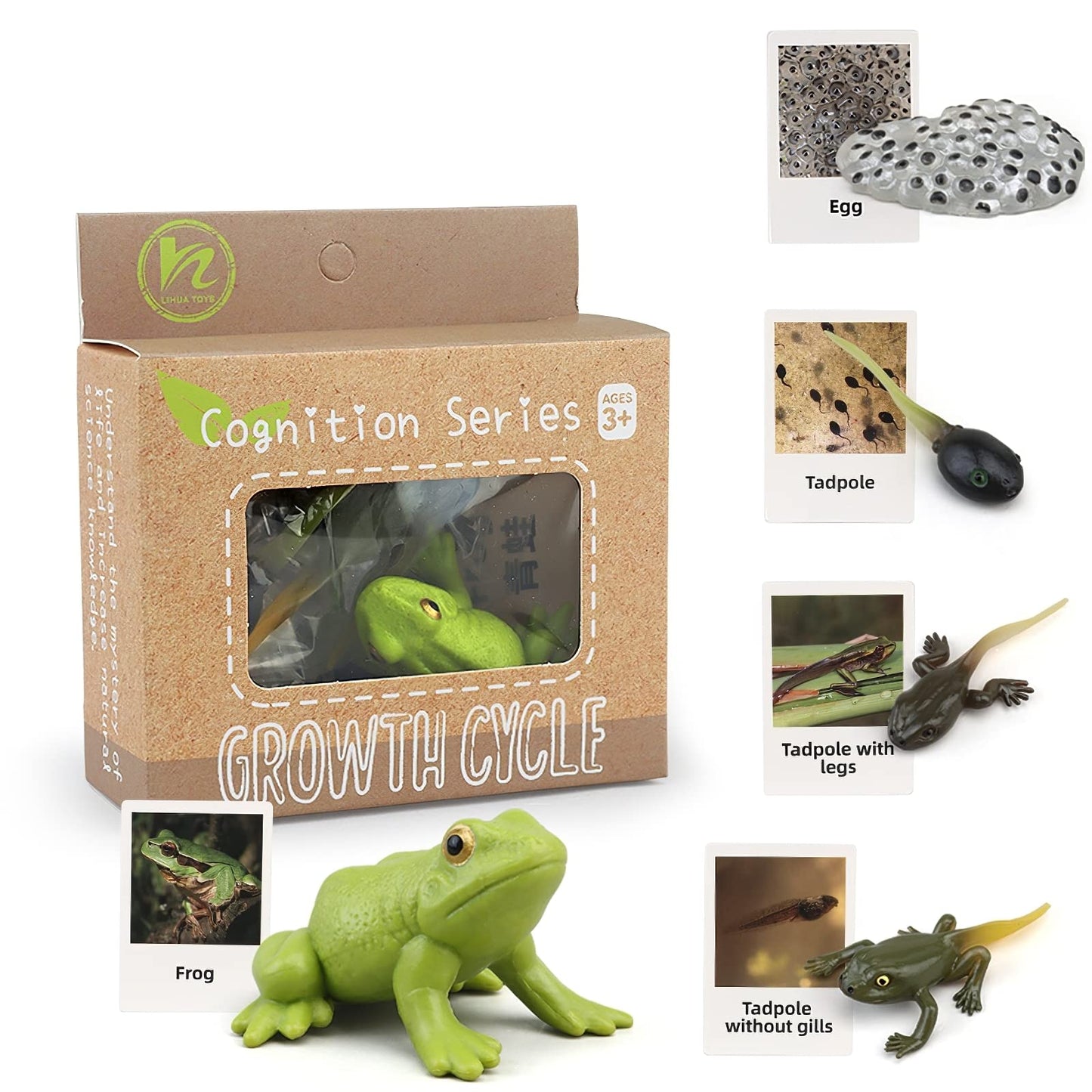 MIKNEKE Montessori Frog Life Cycle with Flash Cards, Plastic Insects Tadpole to Frog Kit Toy, Realistic Animal Figurines