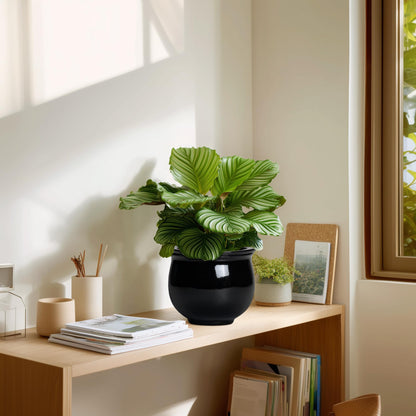 Teagas Ceramic African Violet Self Watering Pots, 6 Inch Self Watering Plant Pot with Absorbent Inner Pot, Flower Pots for Indoor Plants, Round Ceramic Planter, Home Decor, Plant Lover Gifts, Black
