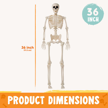 JOYIN 2PCS 36" Halloween Skeleton Decor, 3FT Full Body Stayable Movable Joints, Posable Hanging Skeletons for Halloween Decoration, Yard, Graveyard, Haunted House Props, Spooky Scene Party Favor