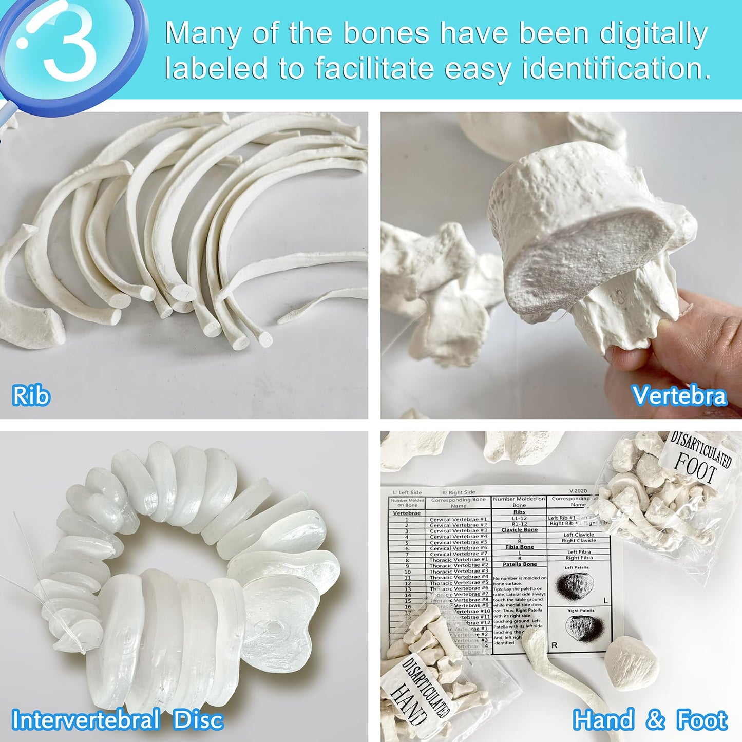 Human Model of Skeleton for Anatomy 67“ High with 200+ Bones Structures,Scientific Disarticulated Human Model of Skeleton Bundle for Anatomy, Bones, Articulated Hand & Foot