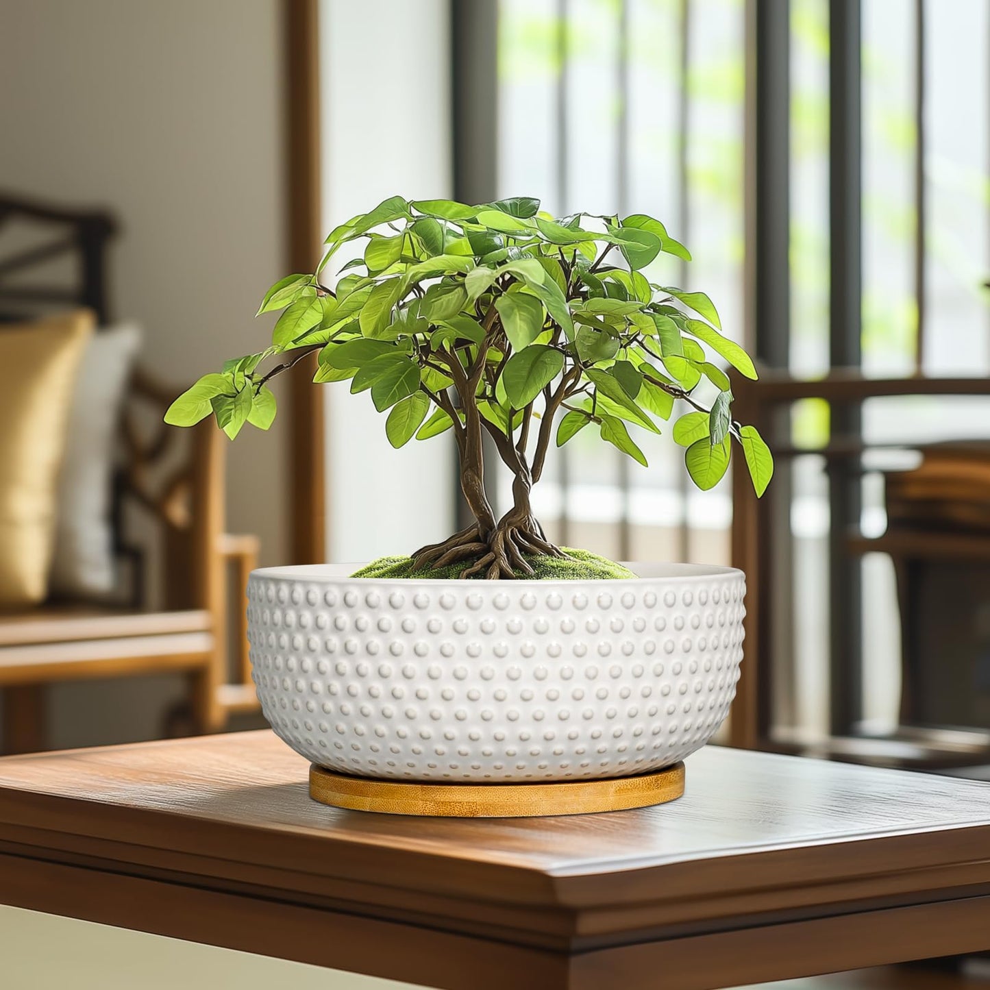 EPFamily Succulent Pots 8 Inch - Ceramic Bonsai Planters for Indoor Plants, Plant Pot with Drainage Hole and Saucer, Shallow Round Flower Planter, Modern Room Decor, Gifts for Plant Lover, White
