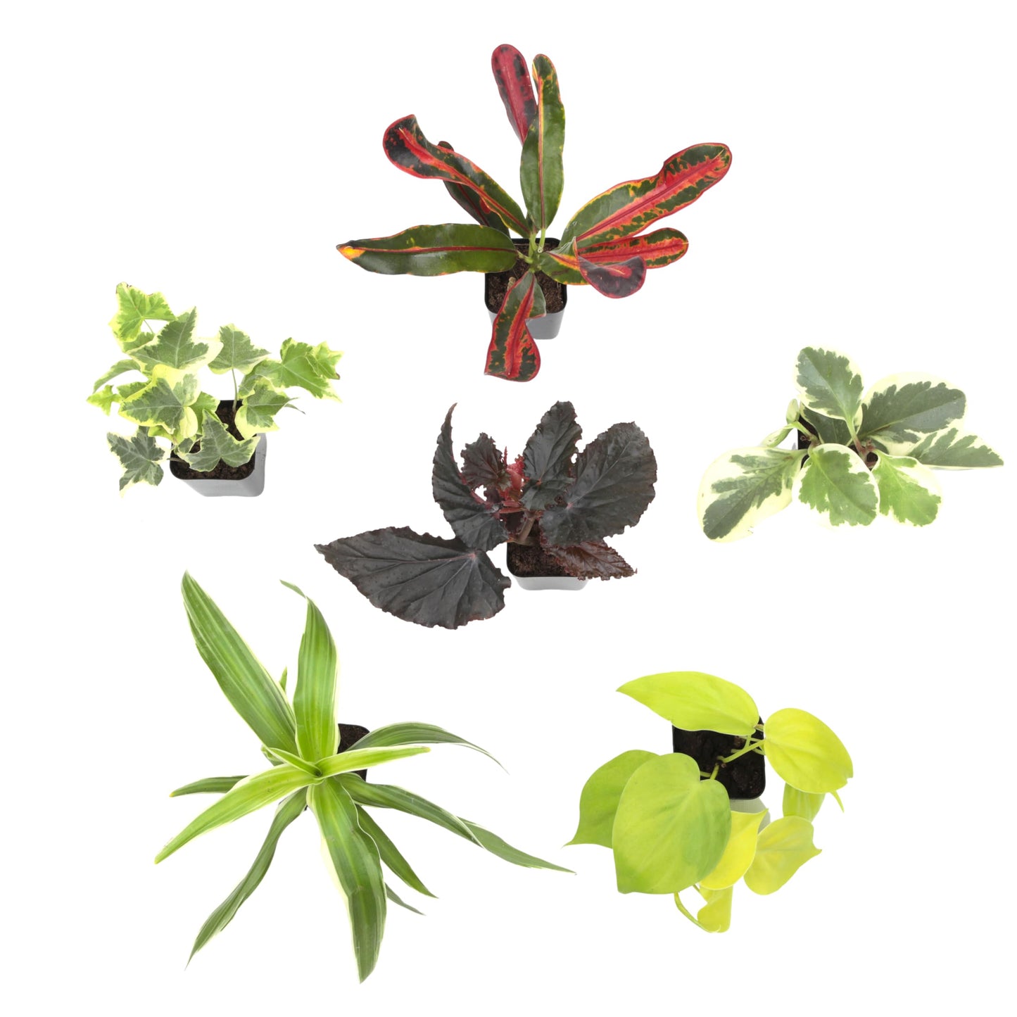 Easy to Grow Houseplants (6PK), Live House Plants in Plant Containers, Growers Choice Plant Set in Planters with Potting Soil Mix, Home Decor Planting Kit or Outdoor Garden Gifts by Plants for Pets