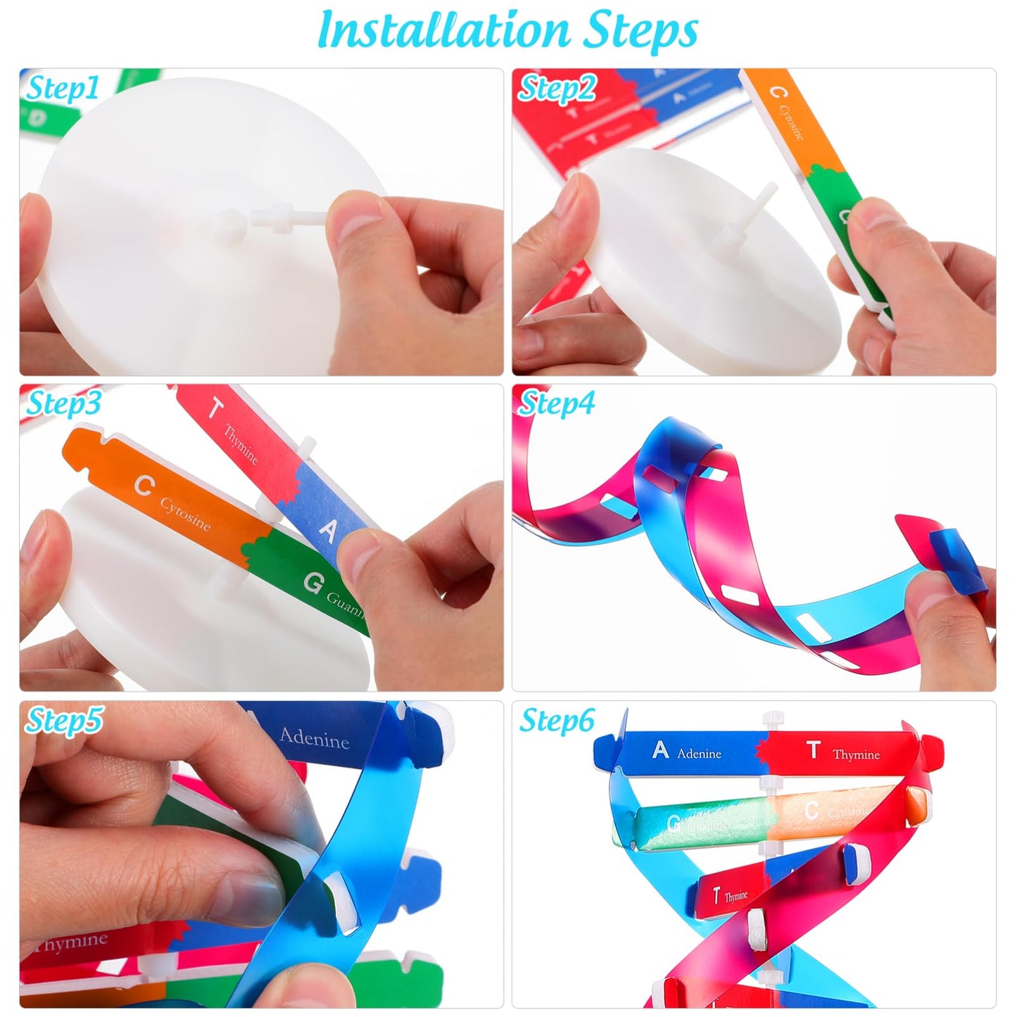 NUOBESTY Educational DNA Double Helix Model Kit for Kids Interactive Biology Science Toy for Hands-on Learning 14.56 Inch DNA Structure Teaching Aid for Classroom and Home