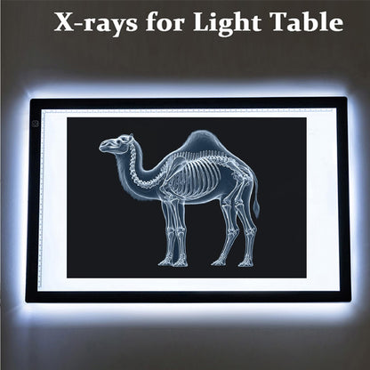 BAOGETONGLER Animal X-ray Educational Set 15 Pieces for Light Table Science Learning
