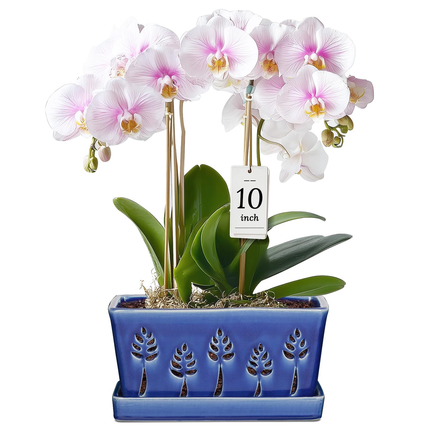 BUYMAX 10 Inch Rectangle Ceramic Orchid Pots with Holes, Heavy Duty Handmade Ceramic Plant Pot with Drainage and Saucer, Accommodate 2 Orchids, Enhance Good Ventilation - Blue