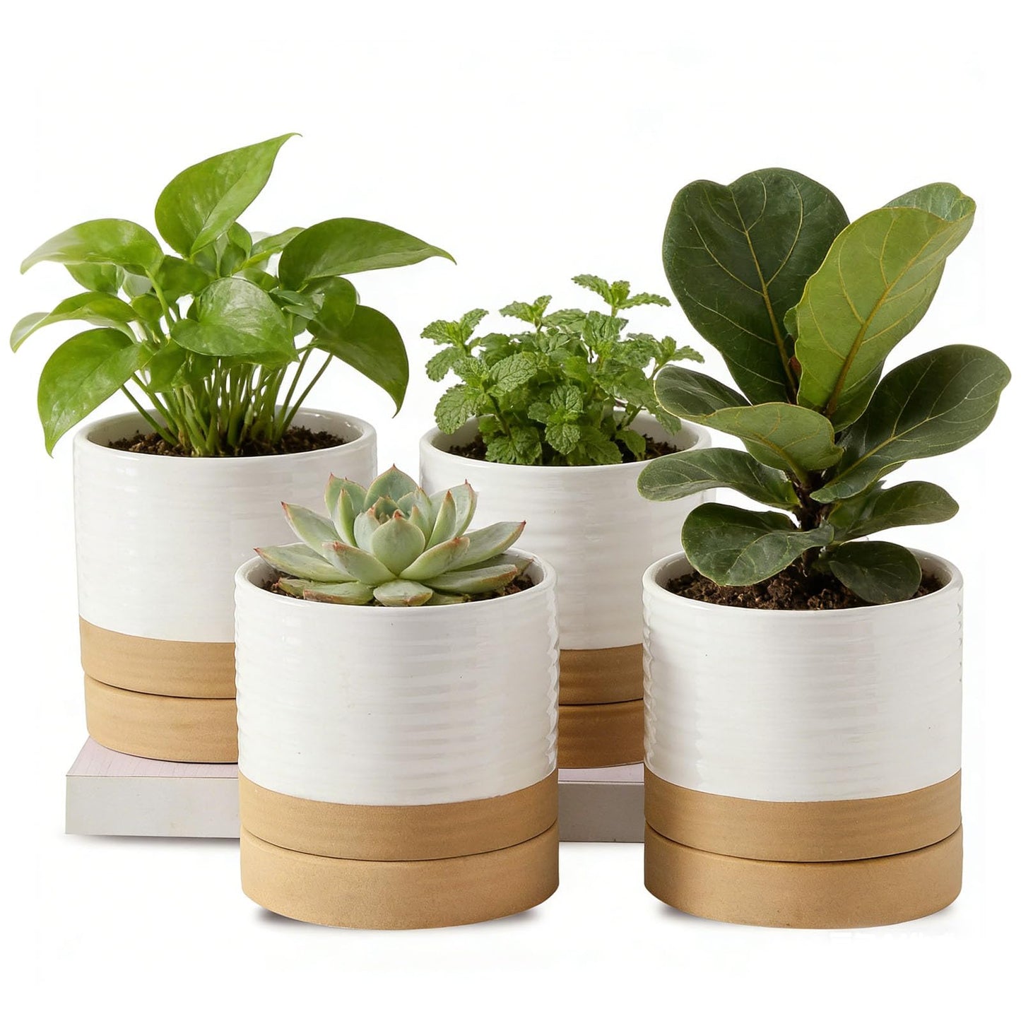 HASENSE 4.6 Inch Plant Pots, Ceramic Flower Pots for Indoor Plants, Small Two-Tone Design Planter with Drainage Hole and Saucer, Cute Windowsill Tabletop Decor, Set of 4, White-Brown
