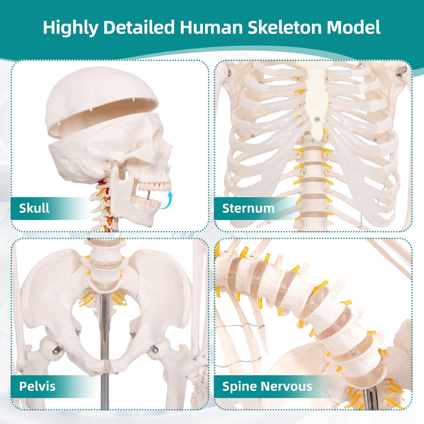 JVVMNJLK Life Size Human Skeleton Model 70.8" with Bendable Spine,Flexible Skeleton Anatomy Model W/Nervous System & Carotid Artery, Medical PVC Posable Skeleton on Rolling Stand for Study & Display