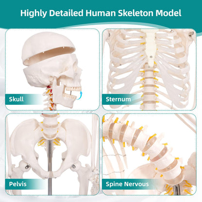 JVVMNJLK Life Size Human Skeleton Model 70.8" with Bendable Spine,Flexible Skeleton Anatomy Model W/Nervous System & Carotid Artery, Medical PVC Posable Skeleton on Rolling Stand for Study & Display