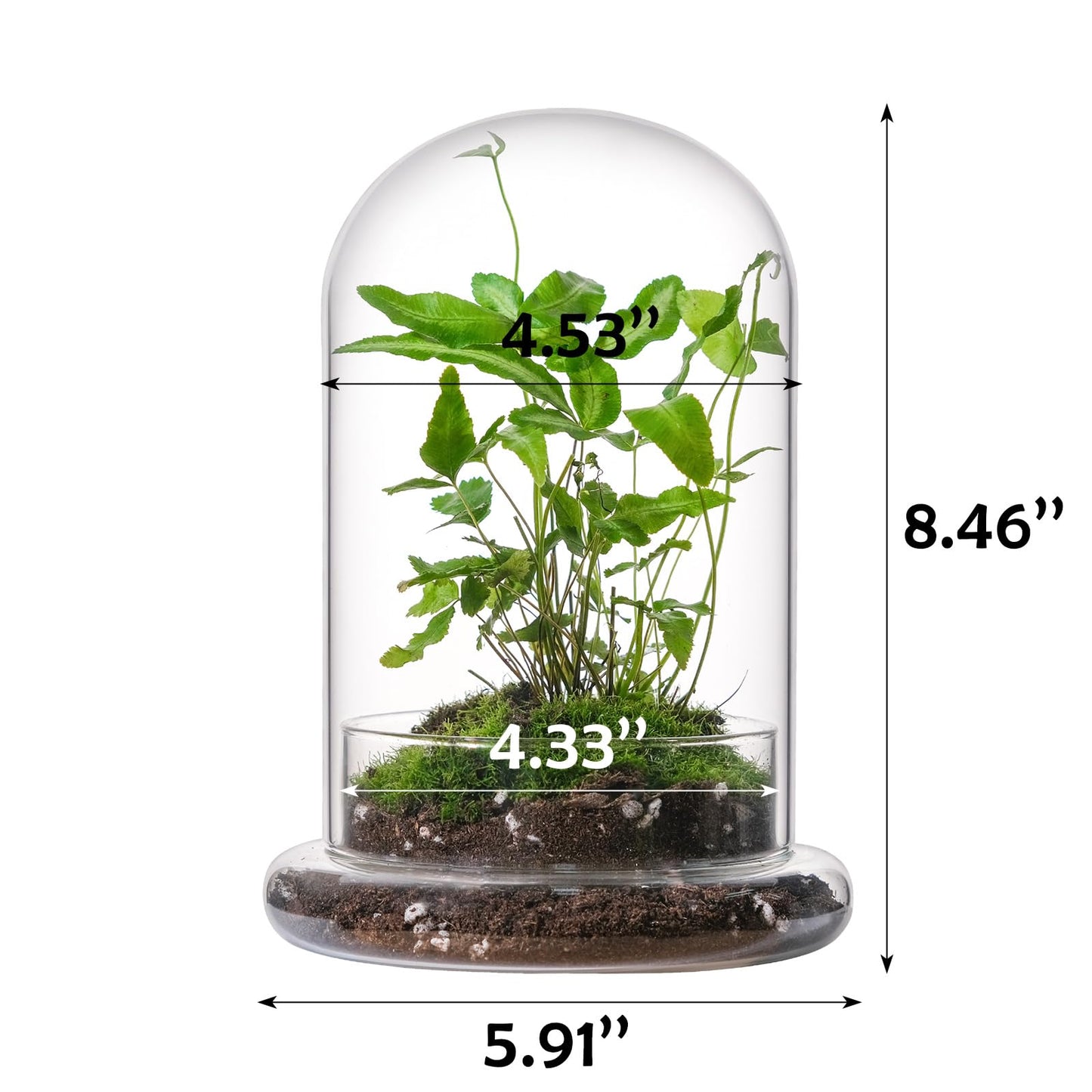 WHJY 8 inches Glass Cloche for Indoor Plants Small Terrarium Glass Cloche with Base Mini Cloche Dome with Base for Display Home Decor