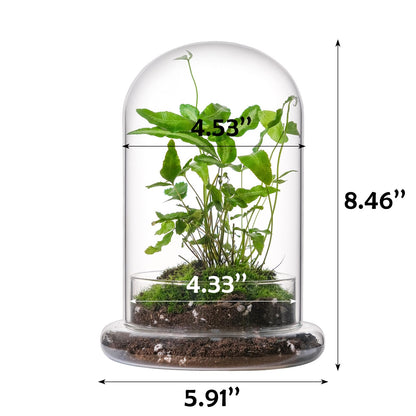 WHJY 8 inches Glass Cloche for Indoor Plants Small Terrarium Glass Cloche with Base Mini Cloche Dome with Base for Display Home Decor