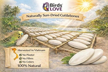 Birds LOVE 3.5-4″ Cuttlebone for Birds – 100% Natural Sun-Dried Calcium Carbonate Mineral Supplement – for Parakeets, Budgies, Cockatiels, Finches & Canaries – 12 Pack with Holder – Made in Vietnam