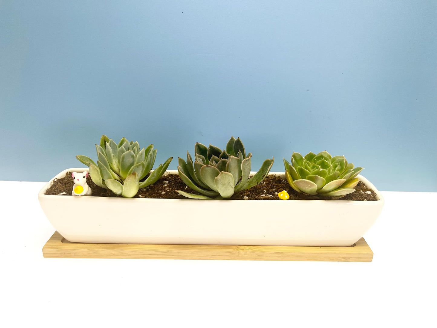 Kipokalor Rectangular Succulent Planter Pot,Two Set of 11.1x2.36x1.77inch Long Rectangular Modern Minimalist White Ceramic with Saucer for Office,Desk,Window. (Bamboo Saucer, Two Set)