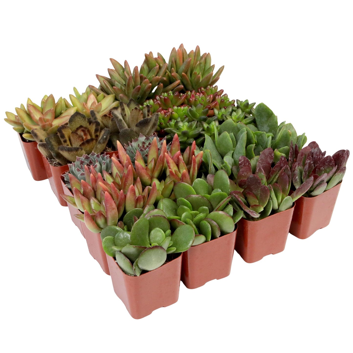 Succulents Plants Live (20PK) Potted Succulent Plants Live House Plants, Cactus Plants Live Plants Indoor Plants Live Houseplants, Indoor Plant Succulents Live Plant House Plant by Plants for Pets