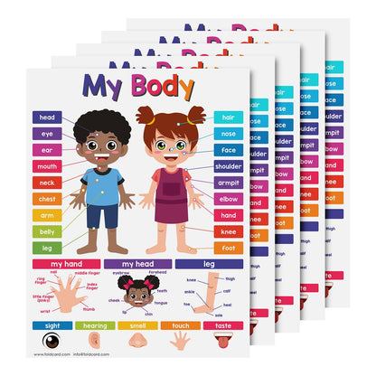 Educational Charts for Preschool to Grade 1 – Bright and Colorful Educational Visual / Learning Aid Wall Art Poster for Classroom or Home | Glossy Durable Cardstock | 8.5" x 11" | 5 per Pack (My Body)