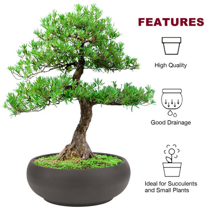 Bonsai Pot 8" Unglazed Round Ceramic Succulent Planter + Drainage Screen