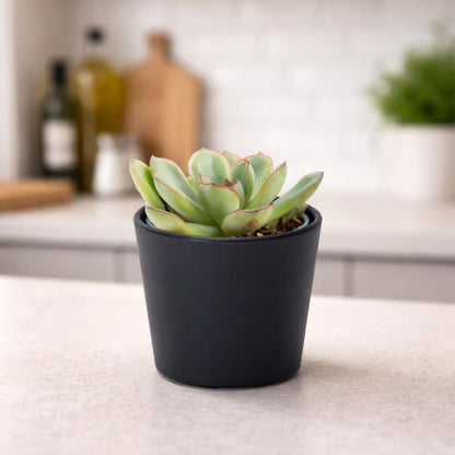 Phoenix Vine 3.5 Inch Black Plastic Cachepot with Clear Nursery Pot, Decorative Lightweight Planter Cover with Transparent Inner Pot for Indoor Houseplants, Pack of 6, 24-A-E-6