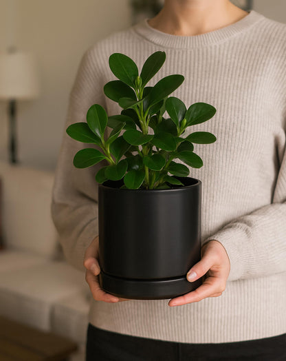 D'vine Dev Set of 2 Plants Pots, 6.5 Inch Ceramic Planter Pot for Plants with Drainage Hole and Saucer, Black, 94-V-C-2