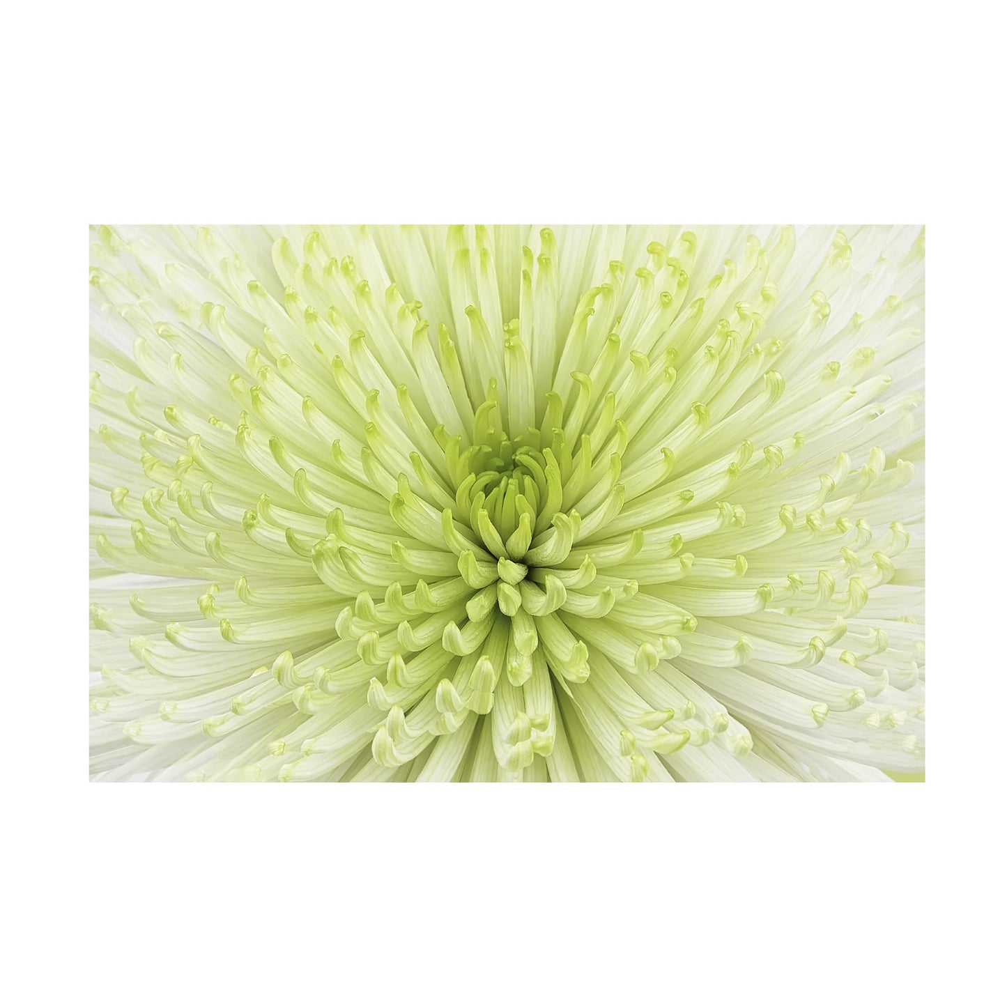Wrapped Canvas Wall Art - Cora Niele 'Lime Light Spider Mum' Wall Art for Living Room, Bedroom, or Office Décor - 12x19