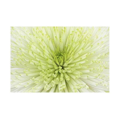 Wrapped Canvas Wall Art - Cora Niele 'Lime Light Spider Mum' Wall Art for Living Room, Bedroom, or Office Décor - 12x19