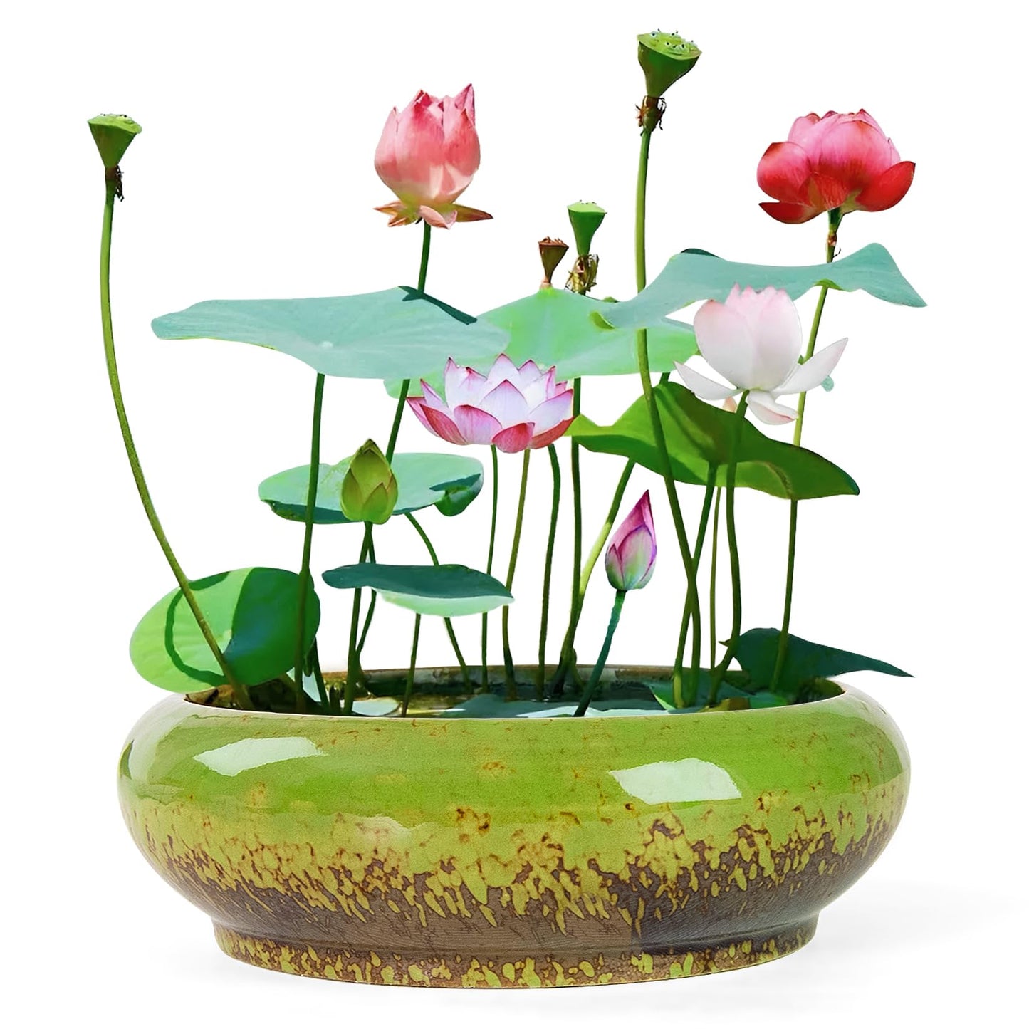Lotus Bowl Planter - 7.3 Inch Large Lotus Flower Bowl for Water Plants, Ceramic Hydroponic Planter Water Lily Bowl for Planting Aquatic and Indoor Succulent Plants and Bonsai