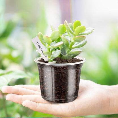 JOBVERT 4/5/6Inch Nursery Pot,30 Pack Clear Pots with Drainage, Plastic Pots for Planting Vegetables Flowers Seedlings