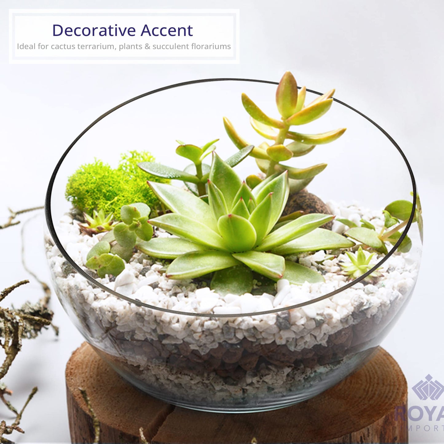 Royal Imports Clear Glass Slant Cut Tilted Angled Bubble Ball Decorative Serving Bowl For Buffet Centerpiece, Plant Terrarium, Flower Vase, Snack Salad fruit Candy Dish