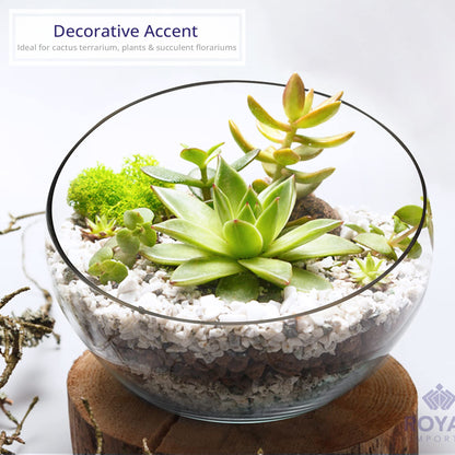 Royal Imports Clear Glass Slant Cut Tilted Angled Bubble Ball Decorative Serving Bowl For Buffet Centerpiece, Plant Terrarium, Flower Vase, Snack Salad fruit Candy Dish