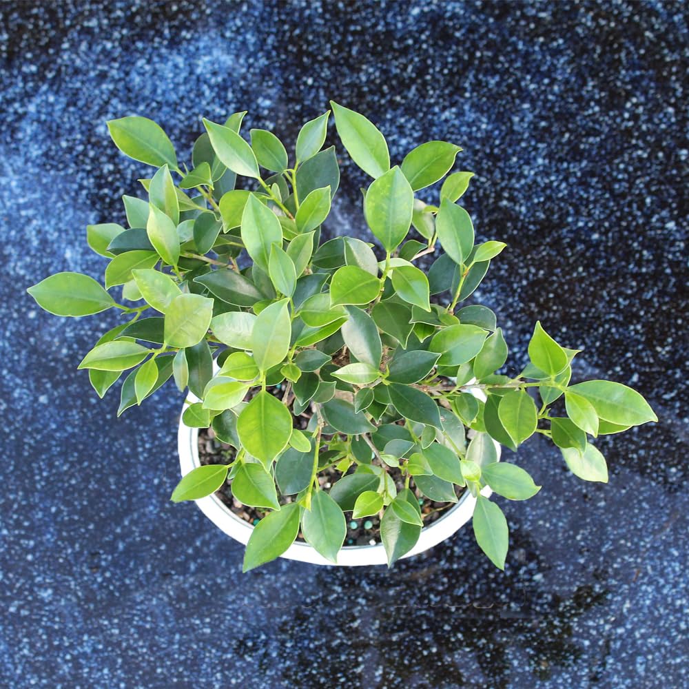 Brussel's Bonsai - Live Golden Gate Ficus Bonsai Tree in Ceramic Bonsai Pot, Indoor Bonsai Plant, 4 Years Old, 5-8 Inches Tall, Easy Care Houseplant for Home or Office (Small, Green)