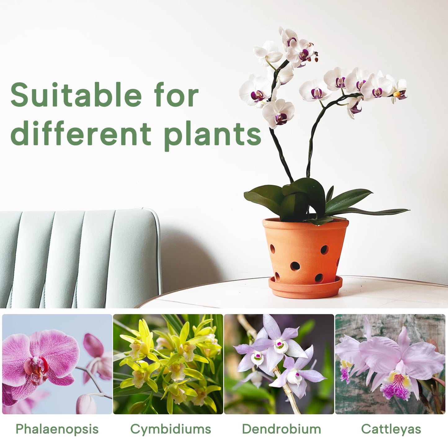 6 Inch Terracotta Orchid Pots with Holes, Saucers - 3 Pack Clay Orchid Planter Pots for Repotting, Small Terra Cotta Pot, Indoor & Outdoor, Promotes Air Circulation