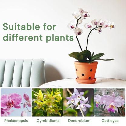 6 Inch Terracotta Orchid Pots with Holes, Saucers - 3 Pack Clay Orchid Planter Pots for Repotting, Small Terra Cotta Pot, Indoor & Outdoor, Promotes Air Circulation