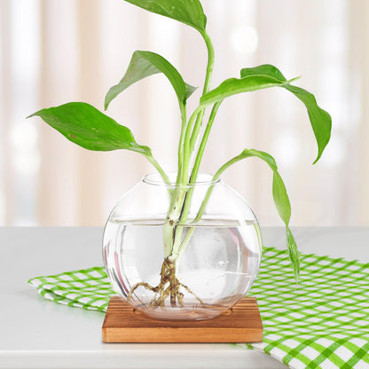 DOITOOL Wood Base Glass Hydroponic Vase for Plant Propagation, Desktop Planter Bottle with Retro-Style Base, Home and Office Flower Terrarium Decoration
