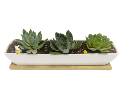 Kipokalor Rectangular Succulent Planter Pot,Two Set of 11.1x2.36x1.77inch Long Rectangular Modern Minimalist White Ceramic with Saucer for Office,Desk,Window. (Bamboo Saucer, Two Set)