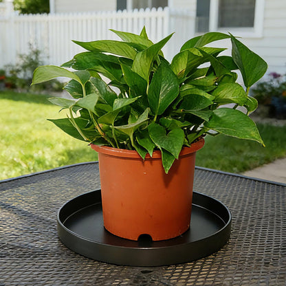 Afrine 2 Pack 8 inch Plant Saucer Drip Tray, Heavy Sturdy Plastic Planter Flower Pot Drainage Tray Plate Saucers for Indoor Outdoor Garden, Plant Water Drip Trays for pots Base (8", Black)