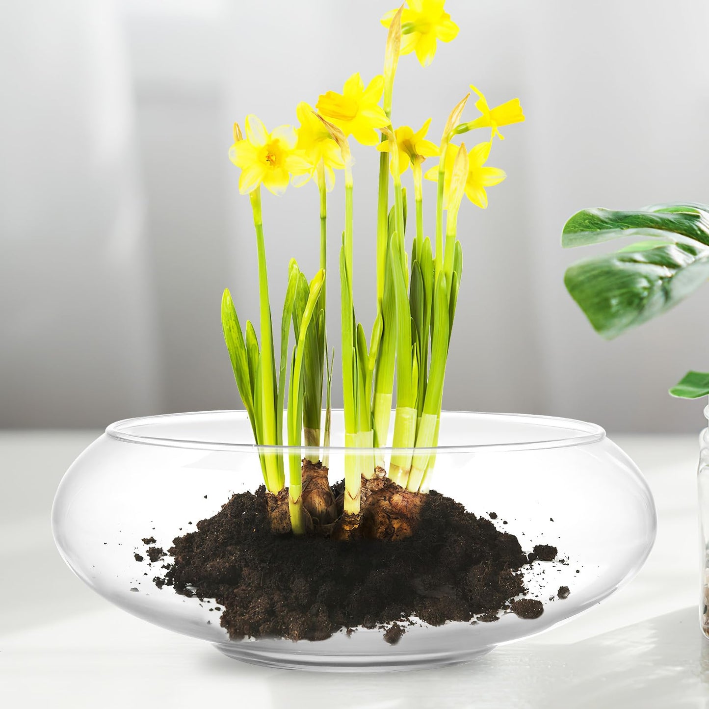Gatuida 2pcs Glass Vase Bowls Clear Fish Bowls Wide Mouth Flower Vase Round Terrarium, Glass Hydroponic Planter Floral Container for Water Lily Plants Table Centerpiece