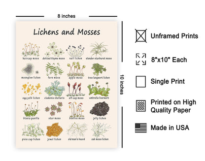 Poster Master Lichens & Mosses Poster - Educational Print - Learning Materials Art - Botanical Art - Gift for Students & Teacher - Fun Decor for Classroom, Library or Nursery - 8x10 UNFRAMED Wall Art