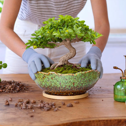ARTKETTY Bonsai Pots, 9.06 Inch Succulent Pots with Drainage and Saucer, Ceramic Pots for Indoor Cactus Plants Unique Flower Plant Pots Round Bonsai Tree Planters Windowsill Desk Decor