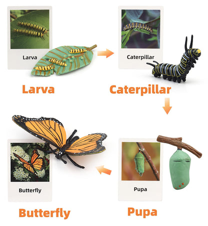 MIKNEKE Montessori Life Cycle Animal Figures with Flash Cards, Plastic Insects Monarch Butterfly Kit Caterpillar Toy for Kids, Realistic Animal Figurines (Butterfly)