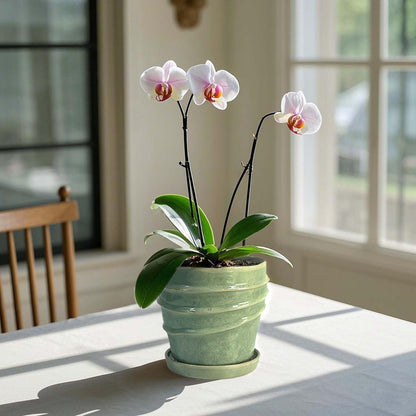 Chralji GIFTWARE 6in Plant Pot, Ceramic Planter, Plant Pots Indoor, Plant Pots with Drainage Holes and Saucers, Flower Pots for Indoor Plants, Bright Green